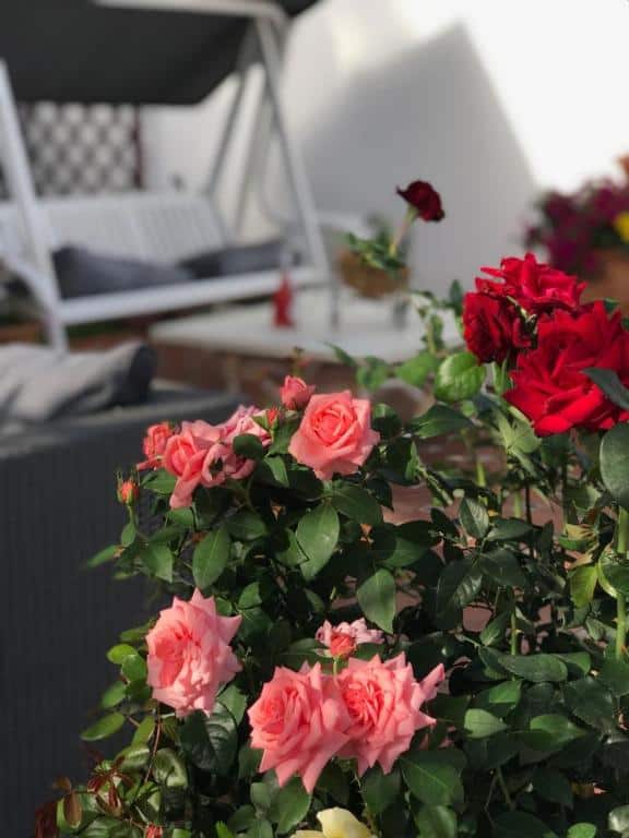 Vibrant pink and red roses in a luxury apartment balcony in Málaga.