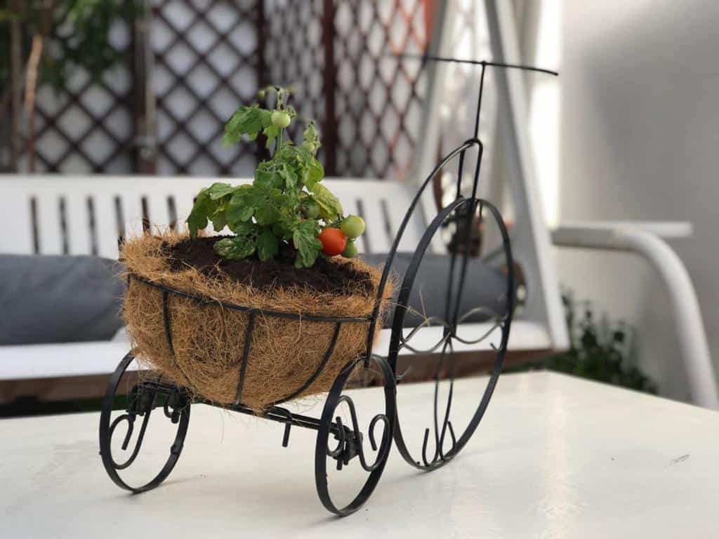 Wicker wheelbarrow with tomato plant on a white table, cosy outdoor space in Luxury apartment at Malaga.