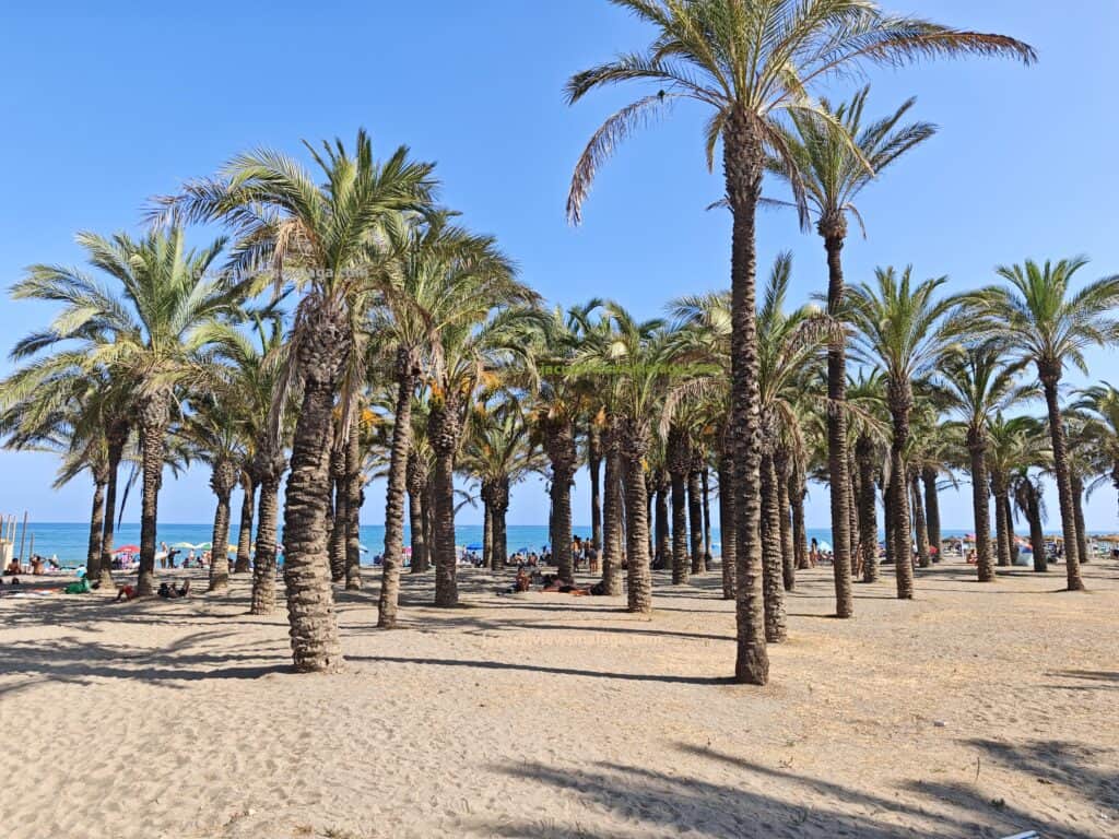a group of palm trees on a alamos beach